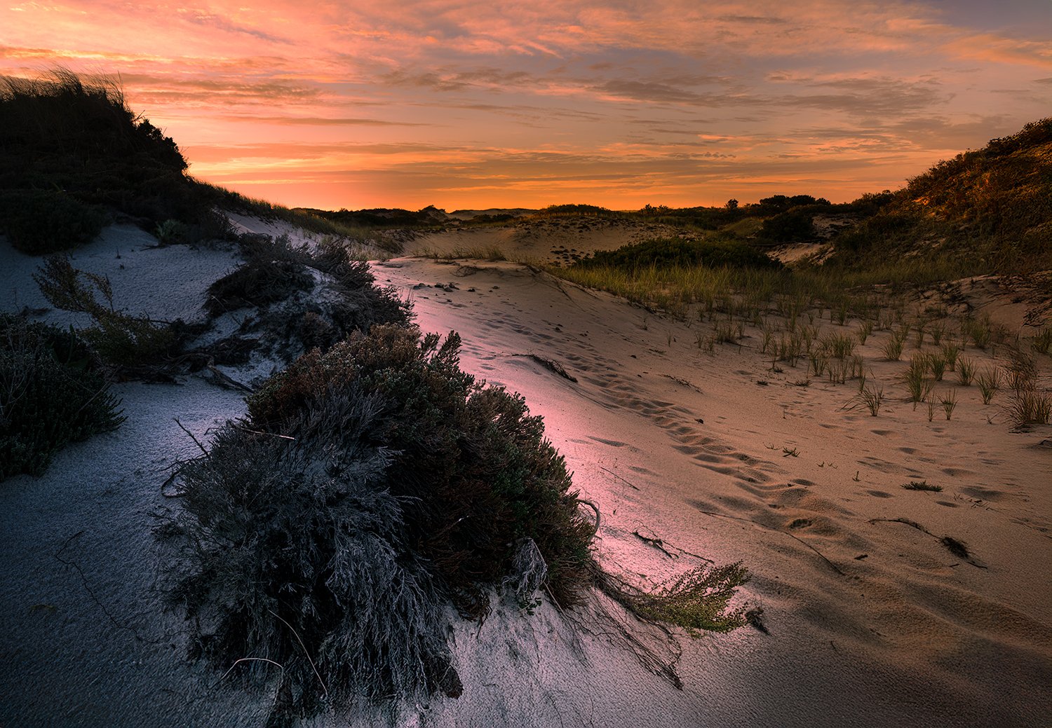 Sandy Neck Beach Dunes, MA