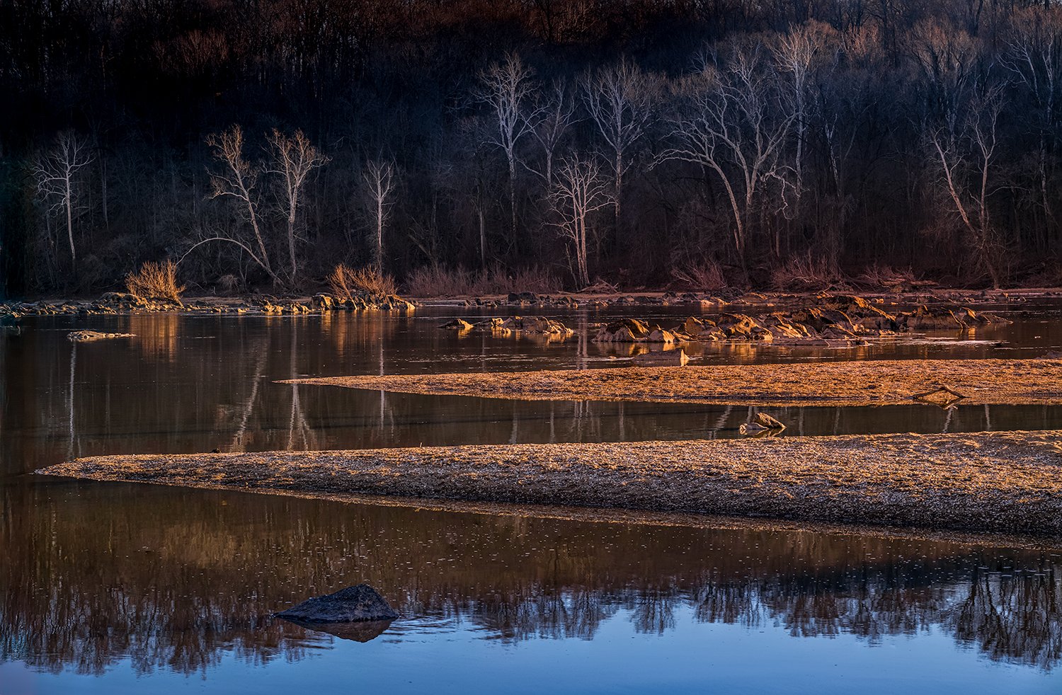 Sycamore Trees, Potomac River, MD