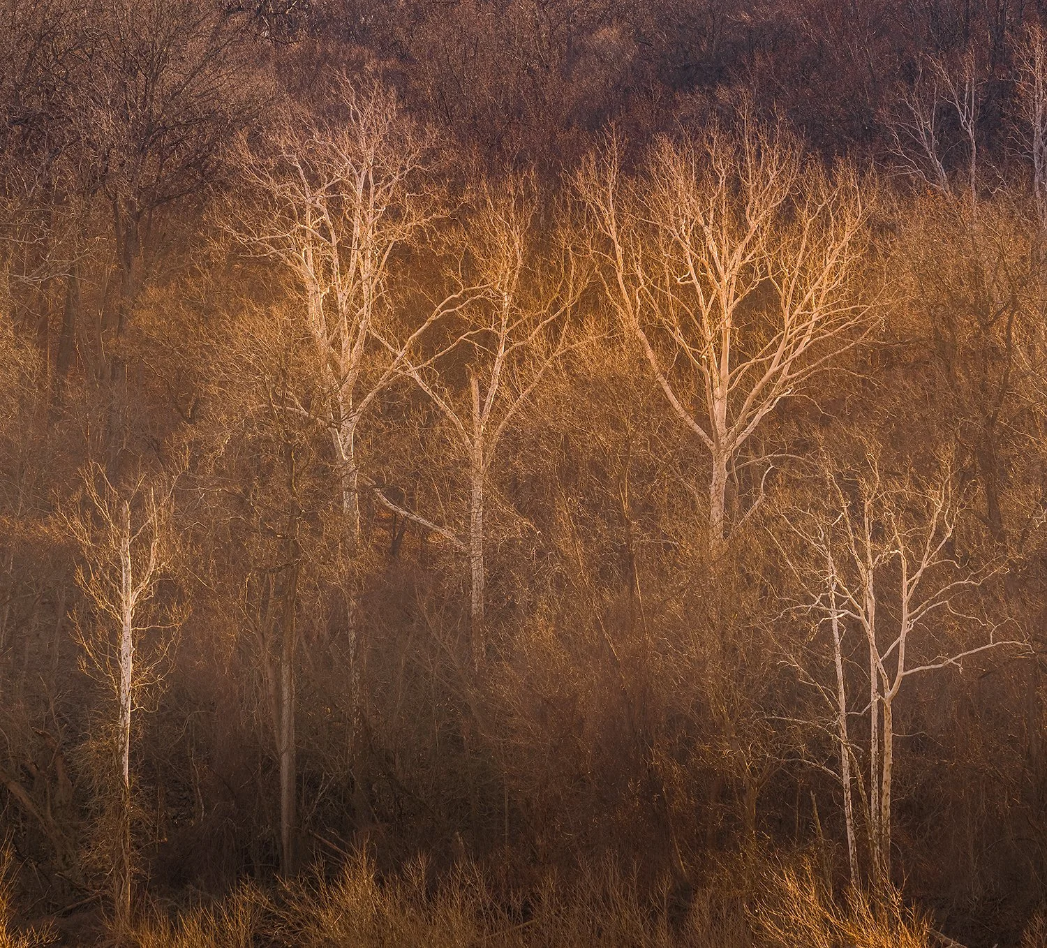 Sycamore Trees, Potomac River, MD