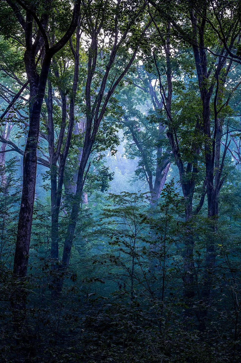 Foggy Morning, Great Falls Natl. Park, MD