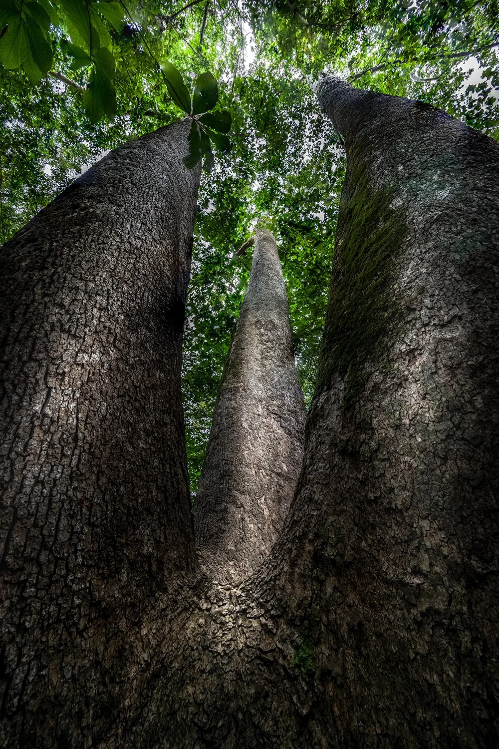 Sycamore Trees, Potomac River, MD