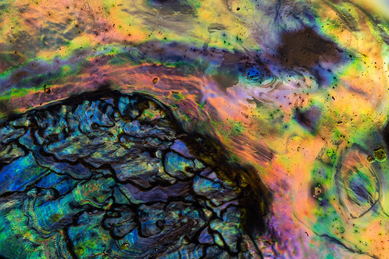 Abalone Shell