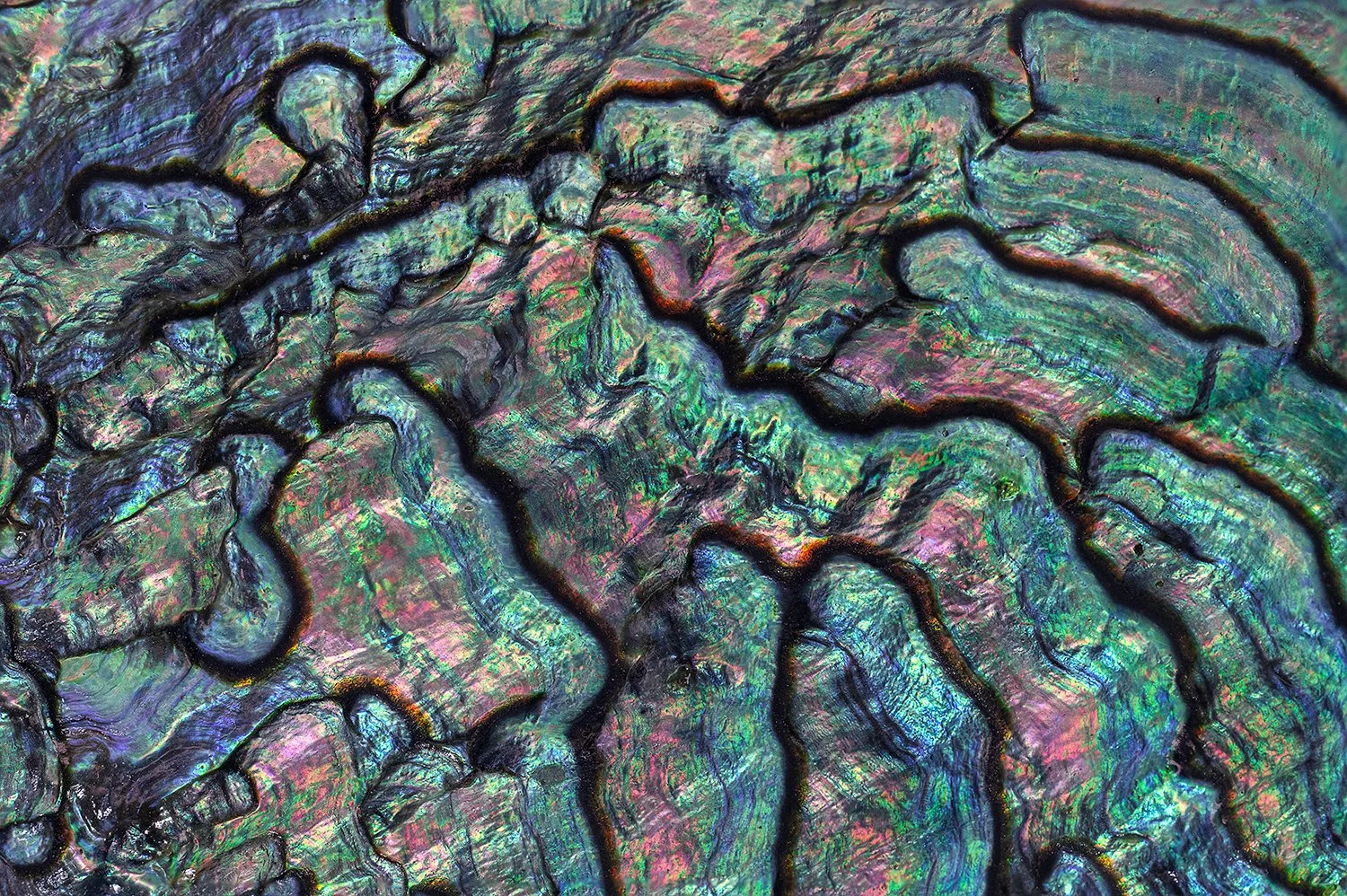 Abalone Shell