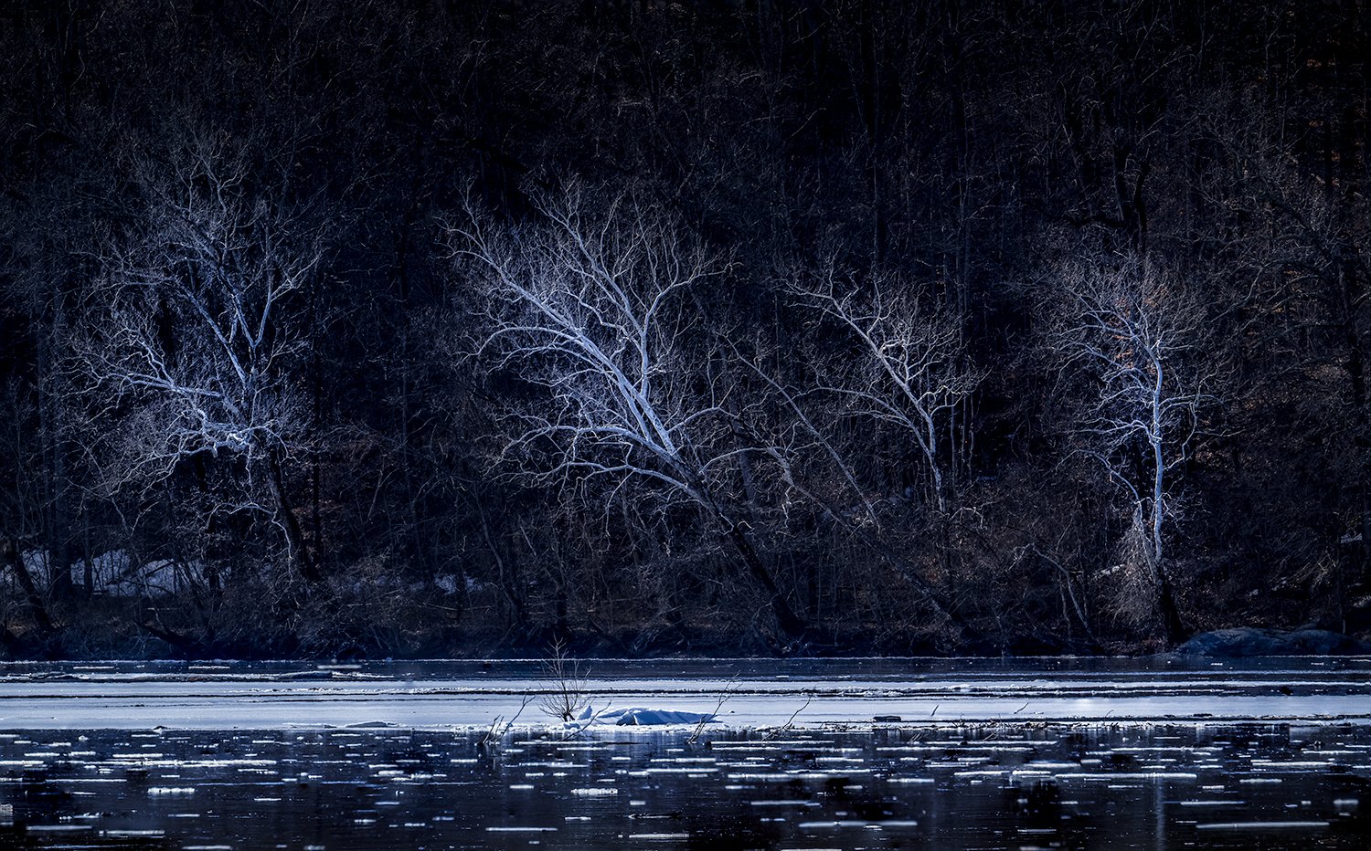 Sycamore Trees, Potomac River, MD