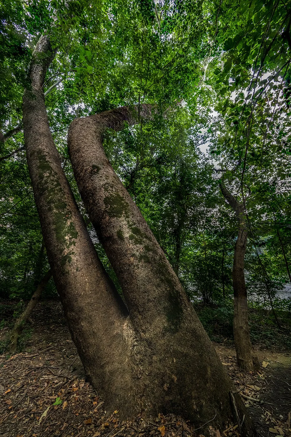 Sycamore Trees, Potomac River, MD