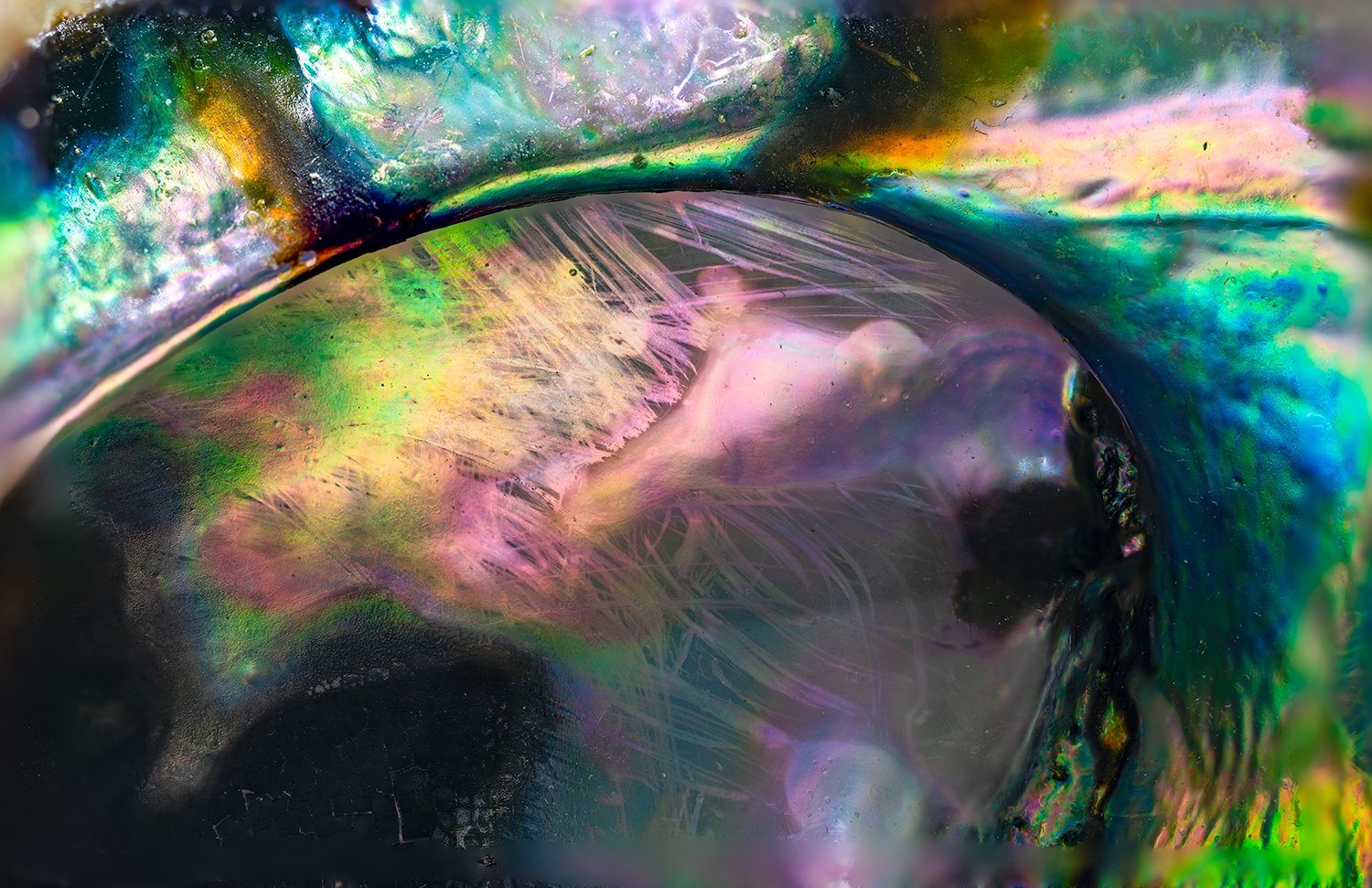 Abalone Shell
