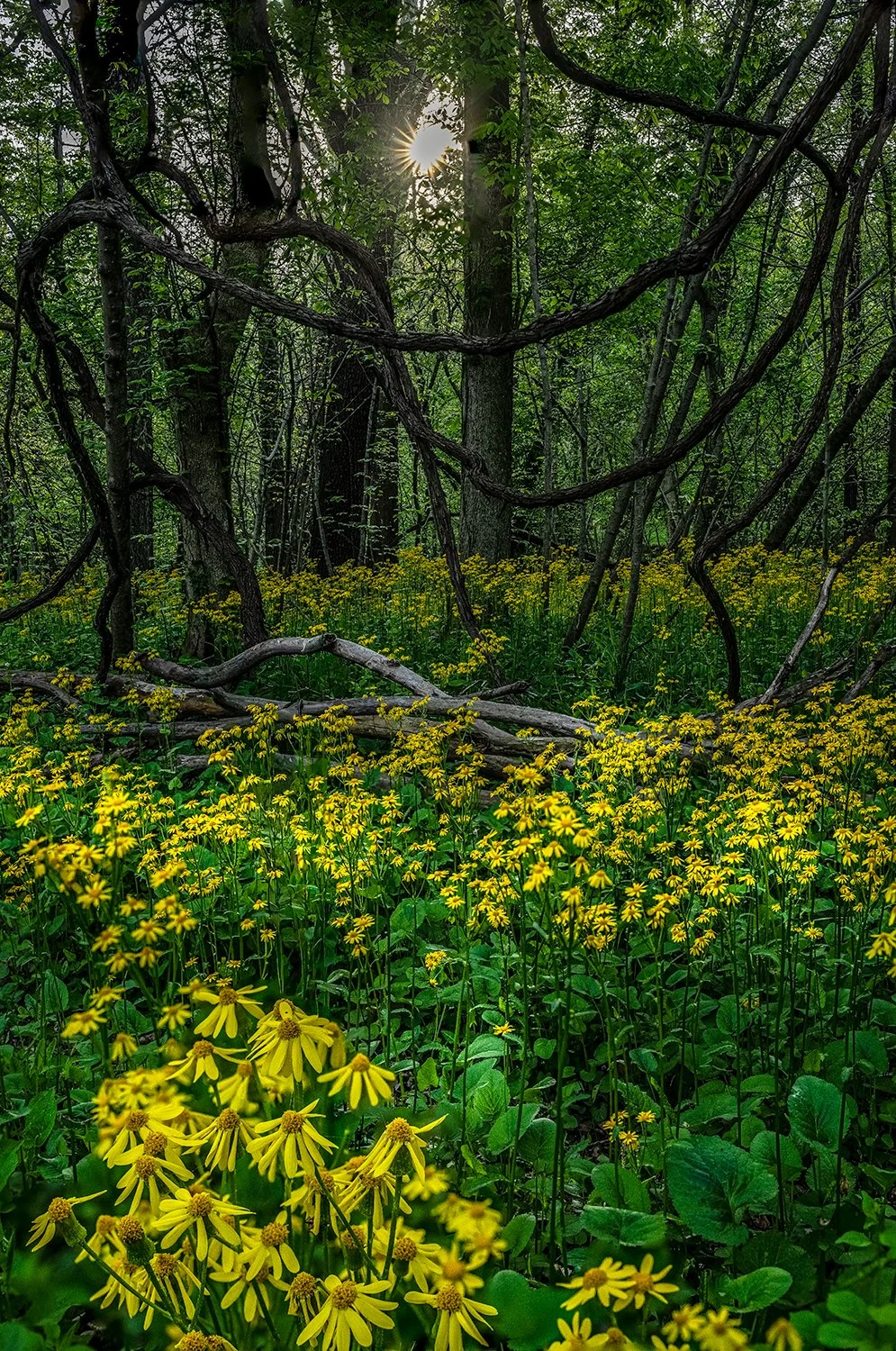 Ragwort, Potomac River Trail, MD