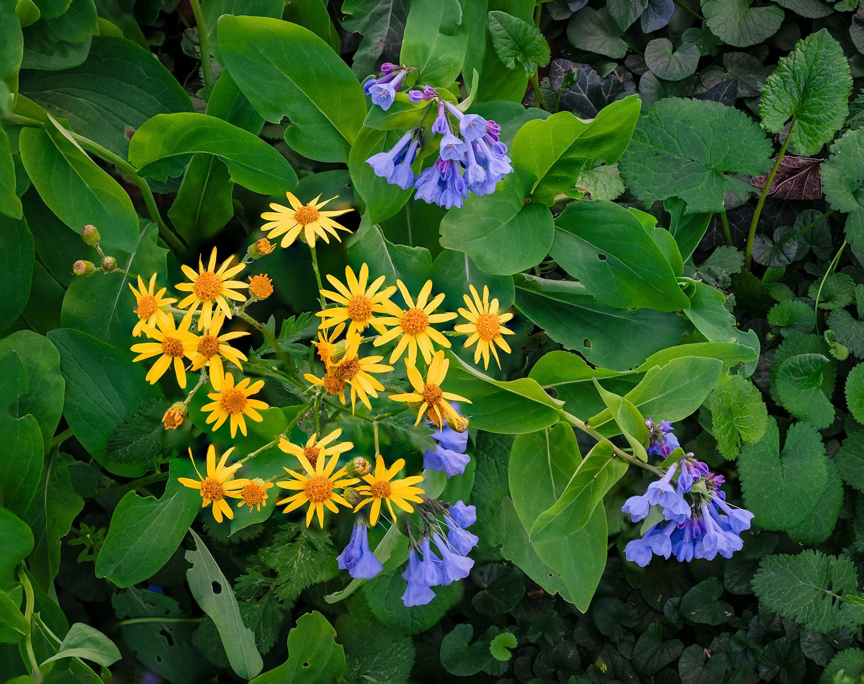 Ragwort, Potomac River Trail, MD