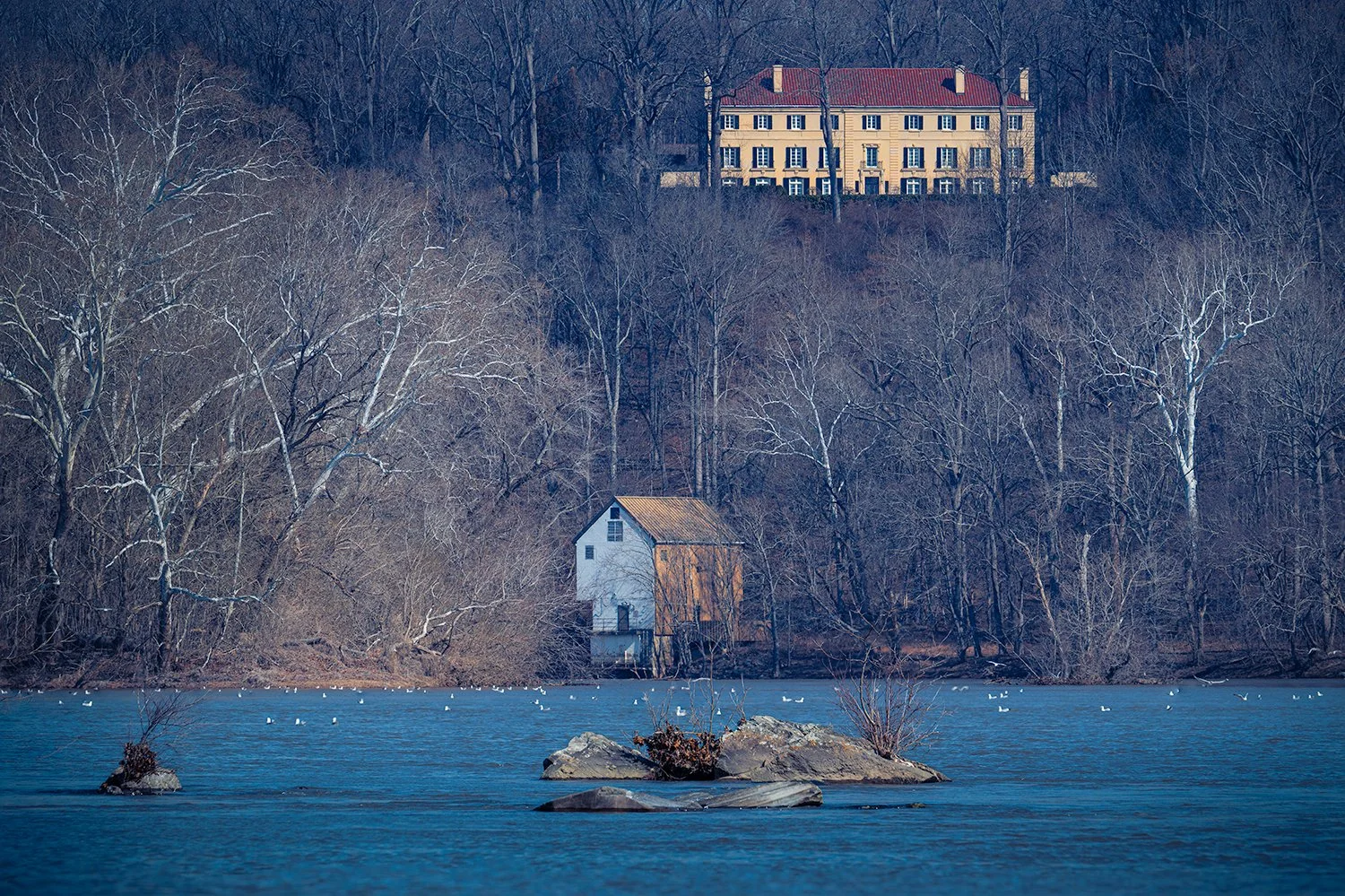 Sycamore Trees - Potomac River