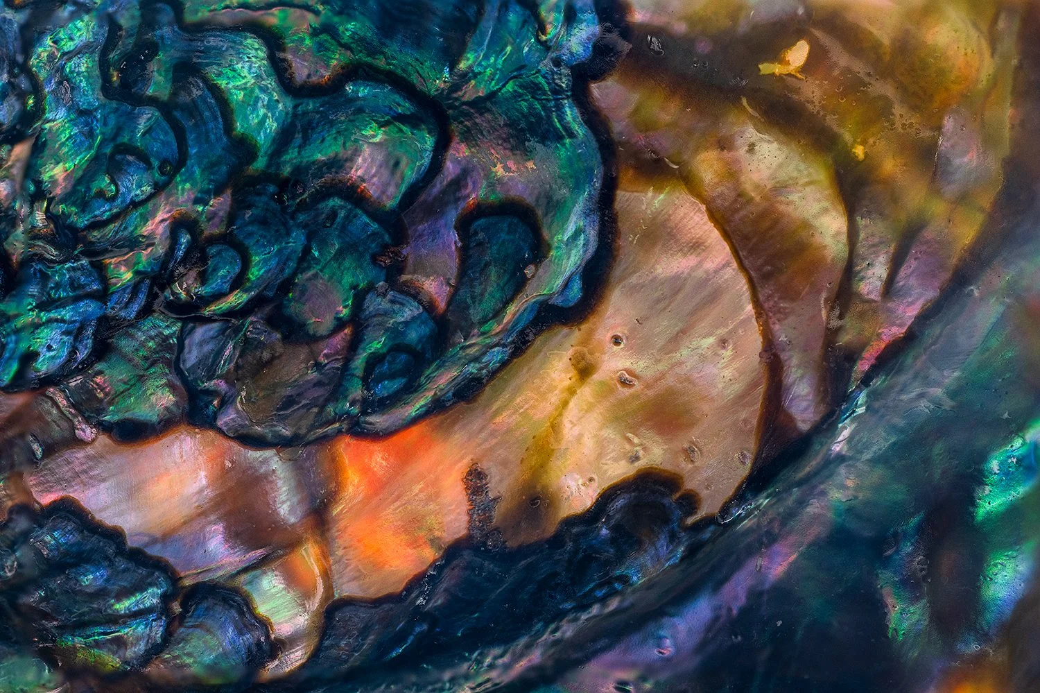 Abalone Shell