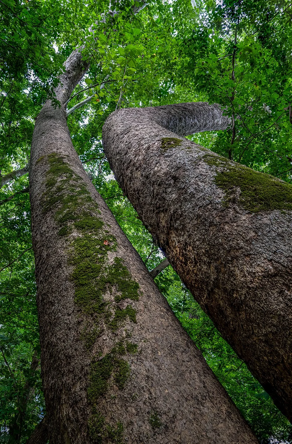 Sycamore Trees, Potomac River, MD