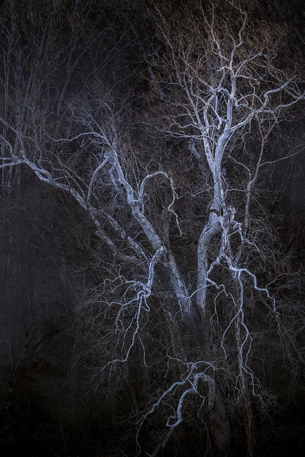 Sycamore Trees, Potomac River, MD