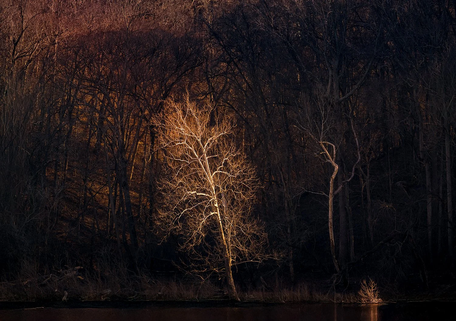 Sycamore Trees, Potomac River, MD