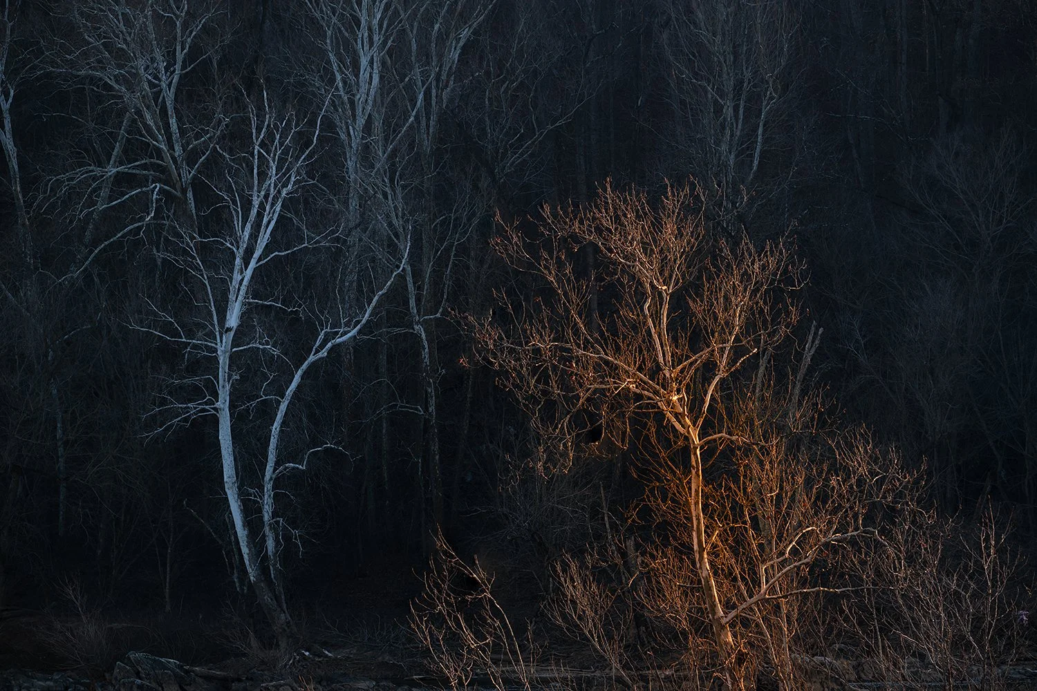 Sycamore Trees, Potomac River, MD