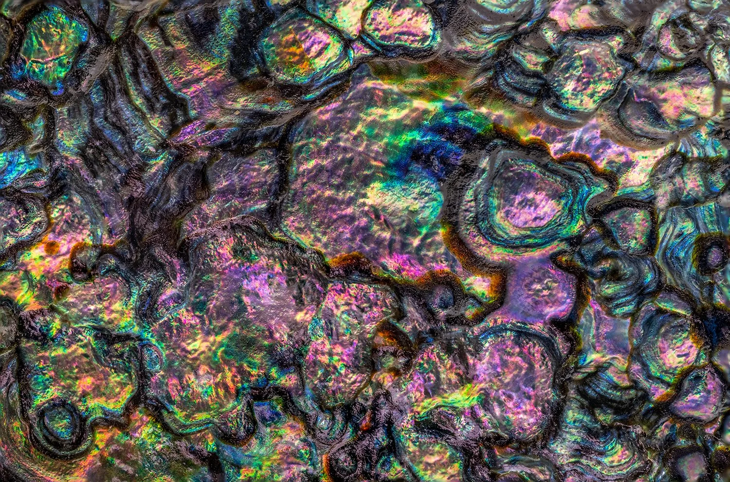 Abalone Shell