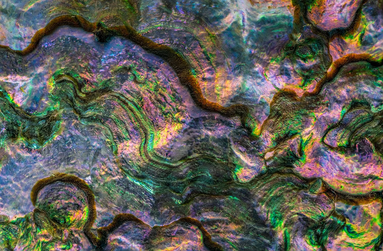 Abalone Shell