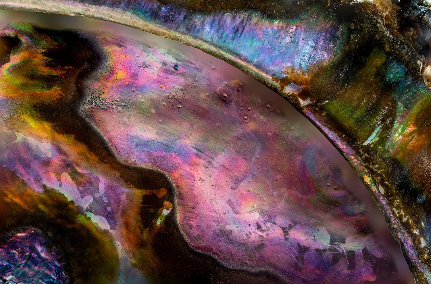 Abalone Shell