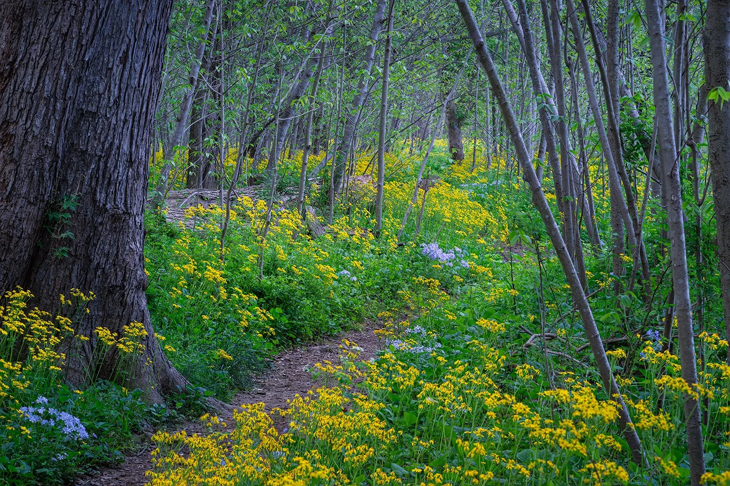 Ragwort, Potomac River Trail, MD