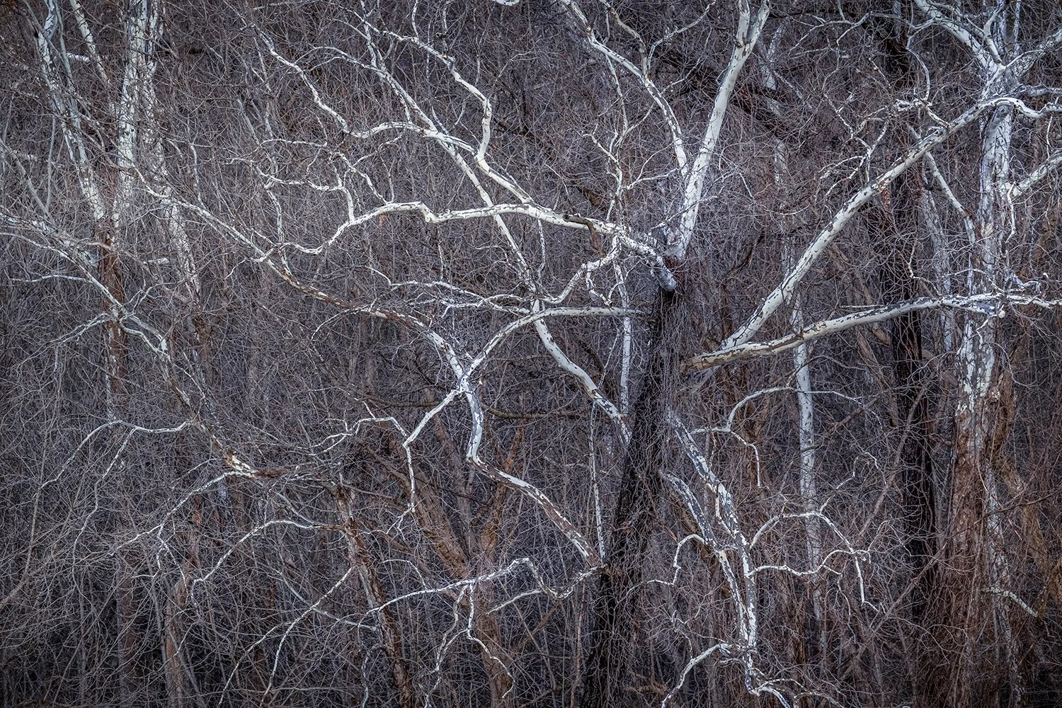 Sycamore Trees, Potomac River, MD