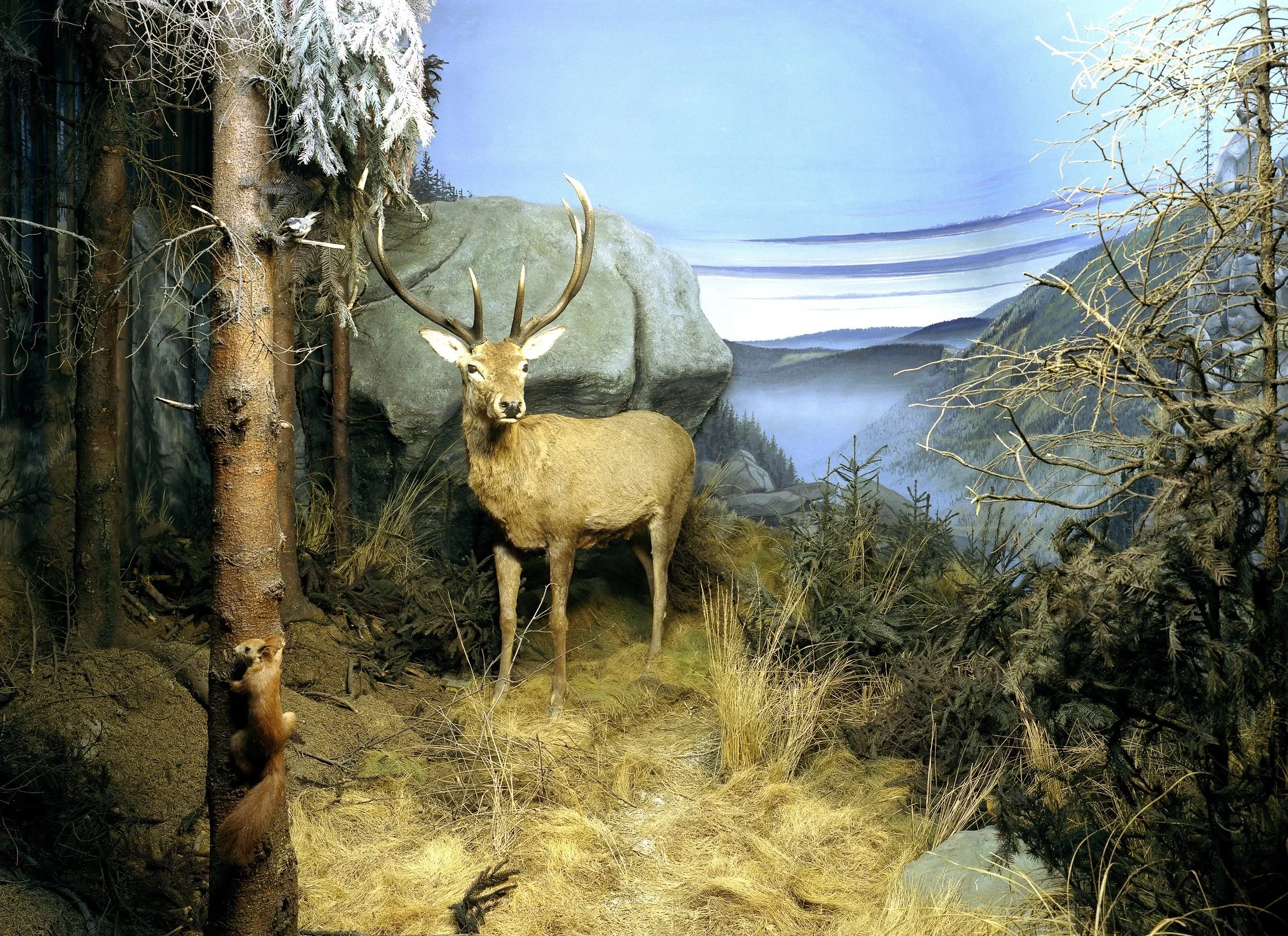tierdiorama01.jpg