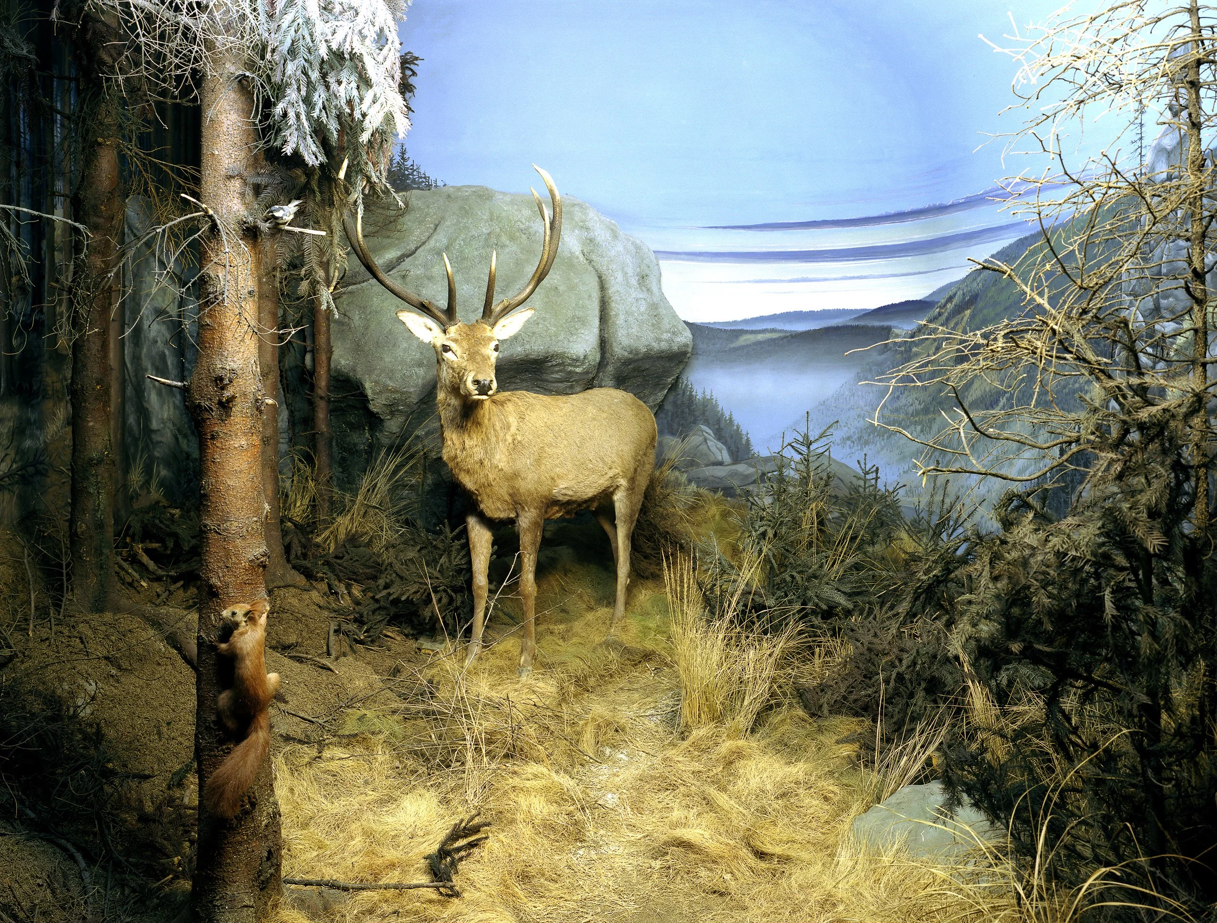 tierdiorama01.jpg