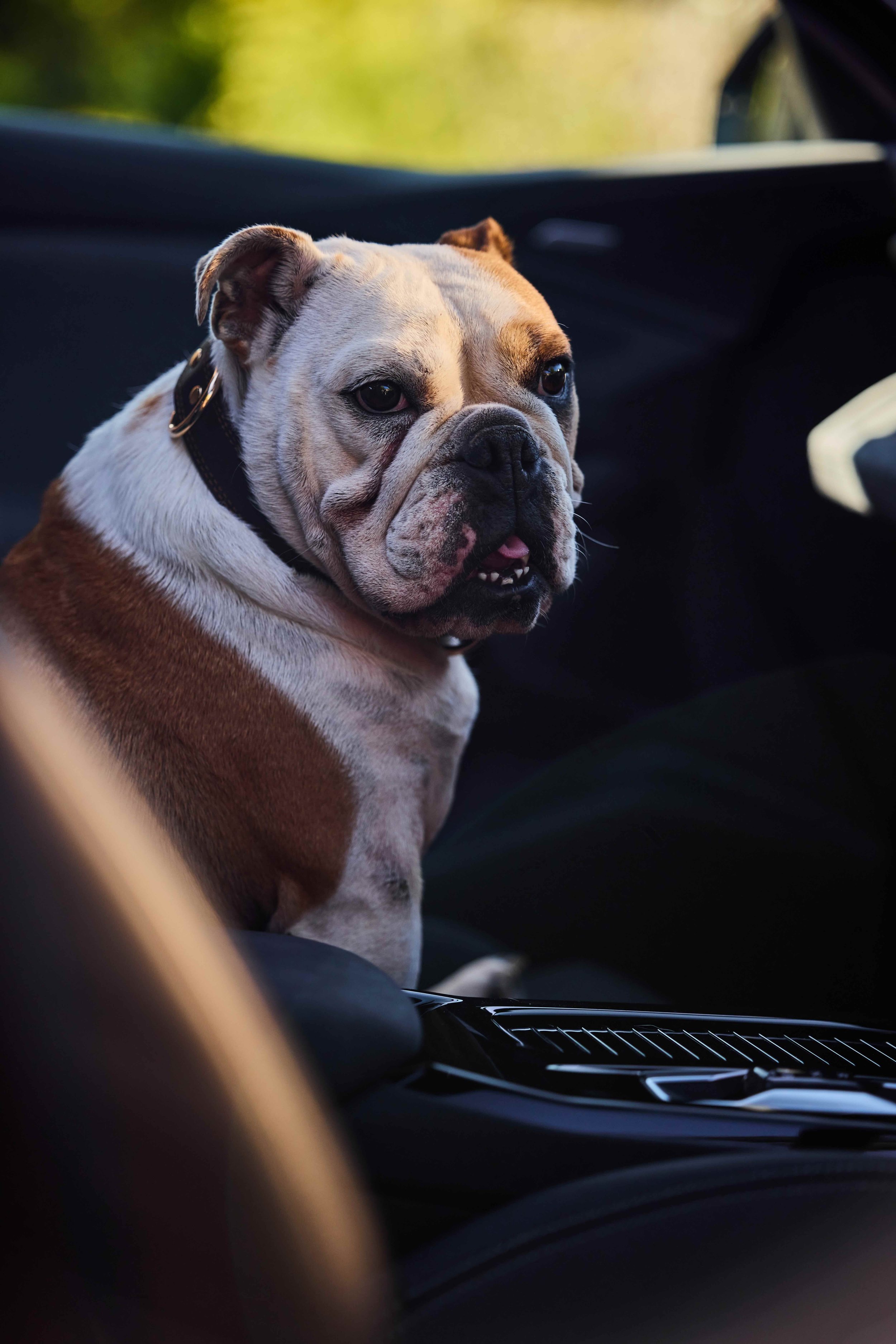 English bulldog sitting in an Audi SQ6 e-tron at Goodwood Festival of Speed
