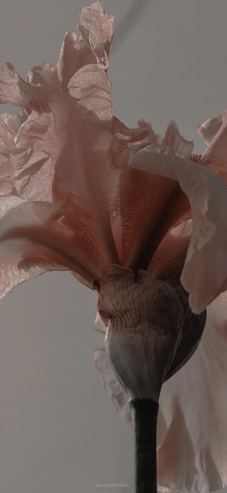 Vue rapprochée d'une orchidée rose avec ses pétales ondulés et vaporeux.