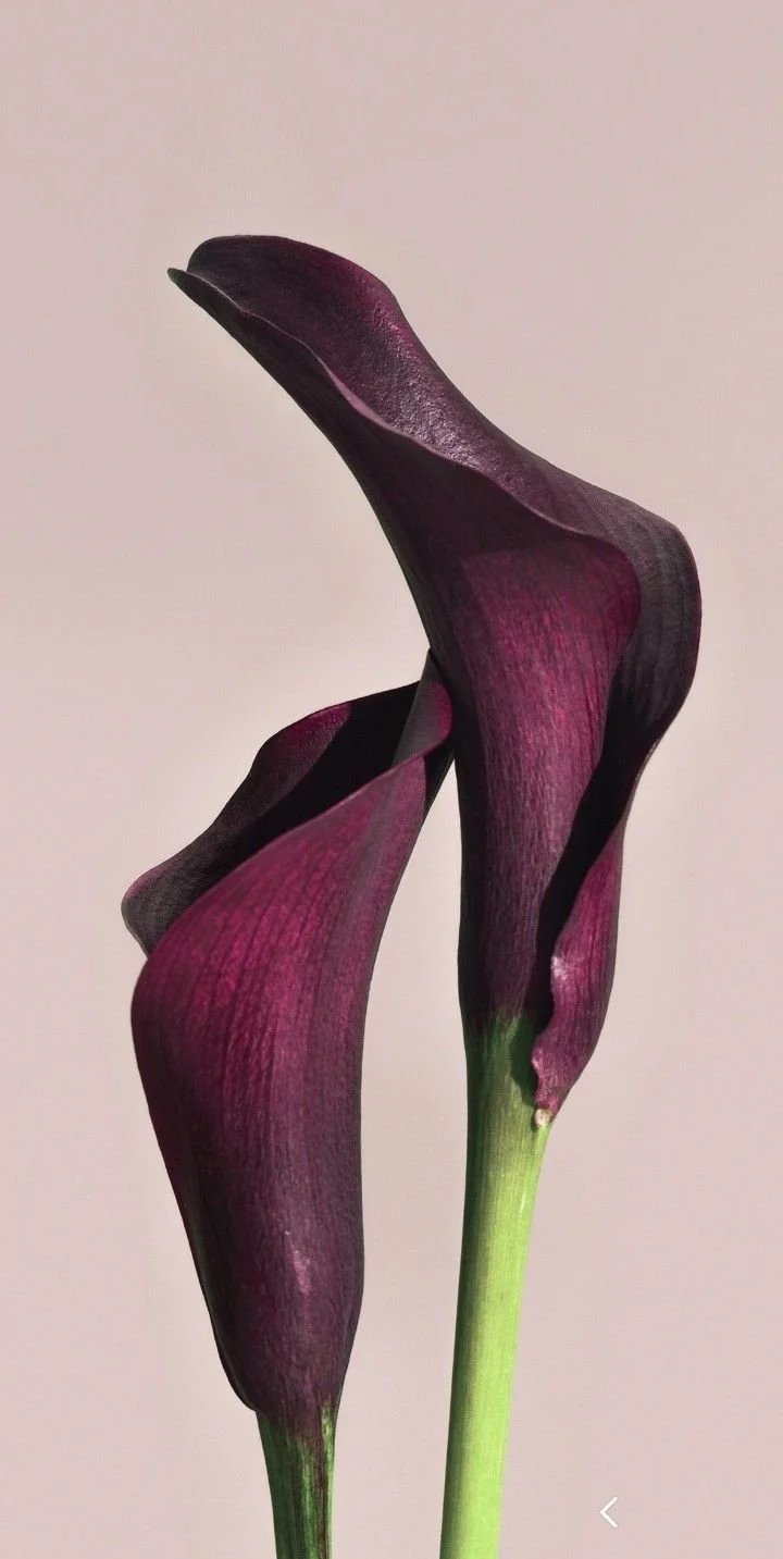 Deux callas violets avec une tige verte, contre un fond clair.