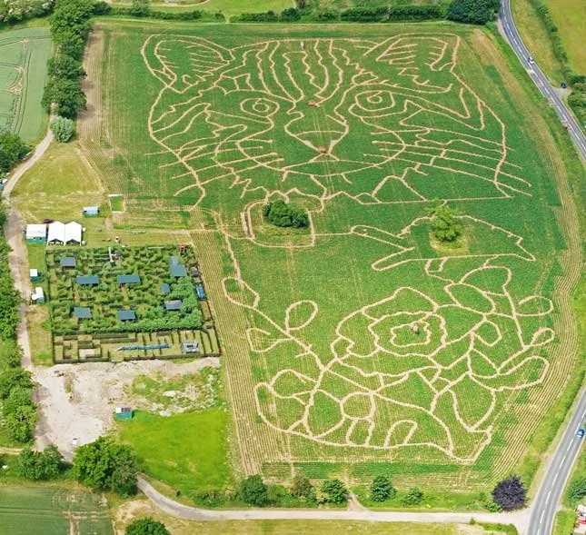 Giant Tiger design in a maize maze at Elton
