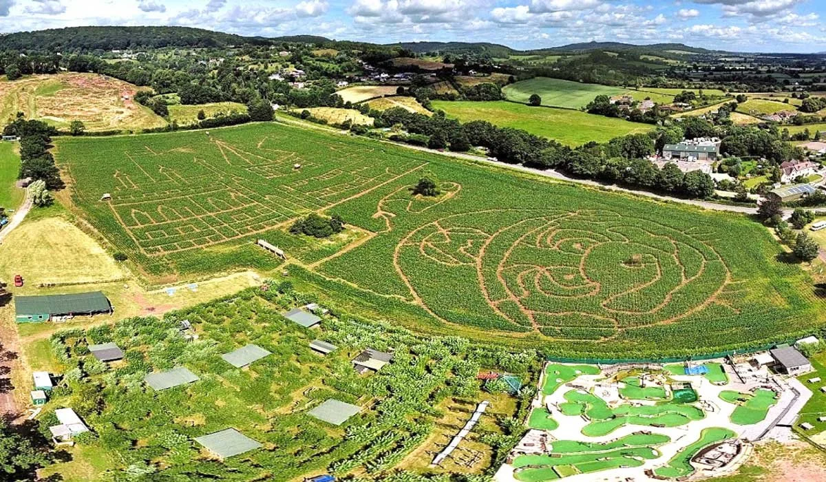 Hogwarts and Mario designs in a maize maze at Elton