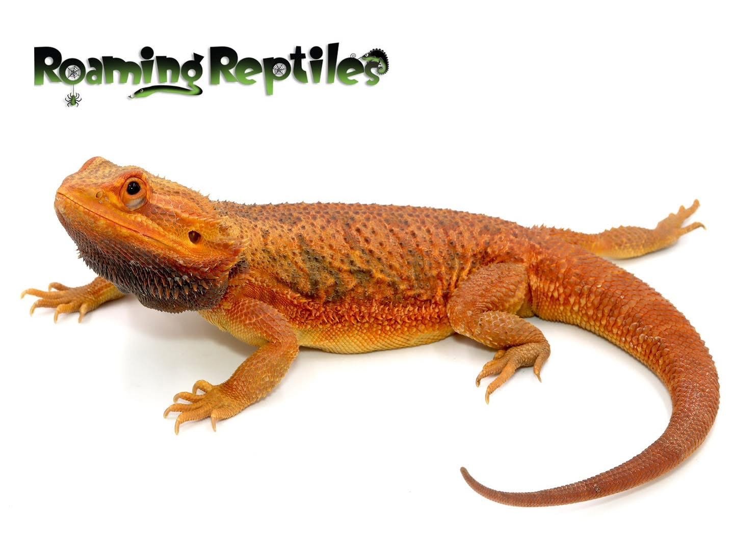Bearded Dragon