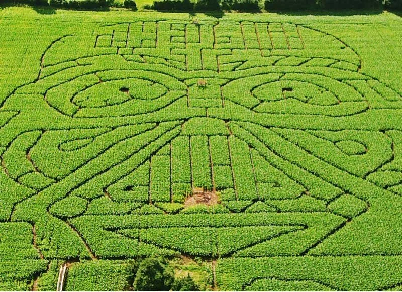 Giant Vader design in a maize maze at Elton