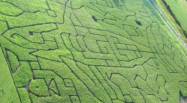 Giant Shark design in a maize maze at Elton