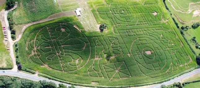 Scouts logo design in a maize maze at Elton