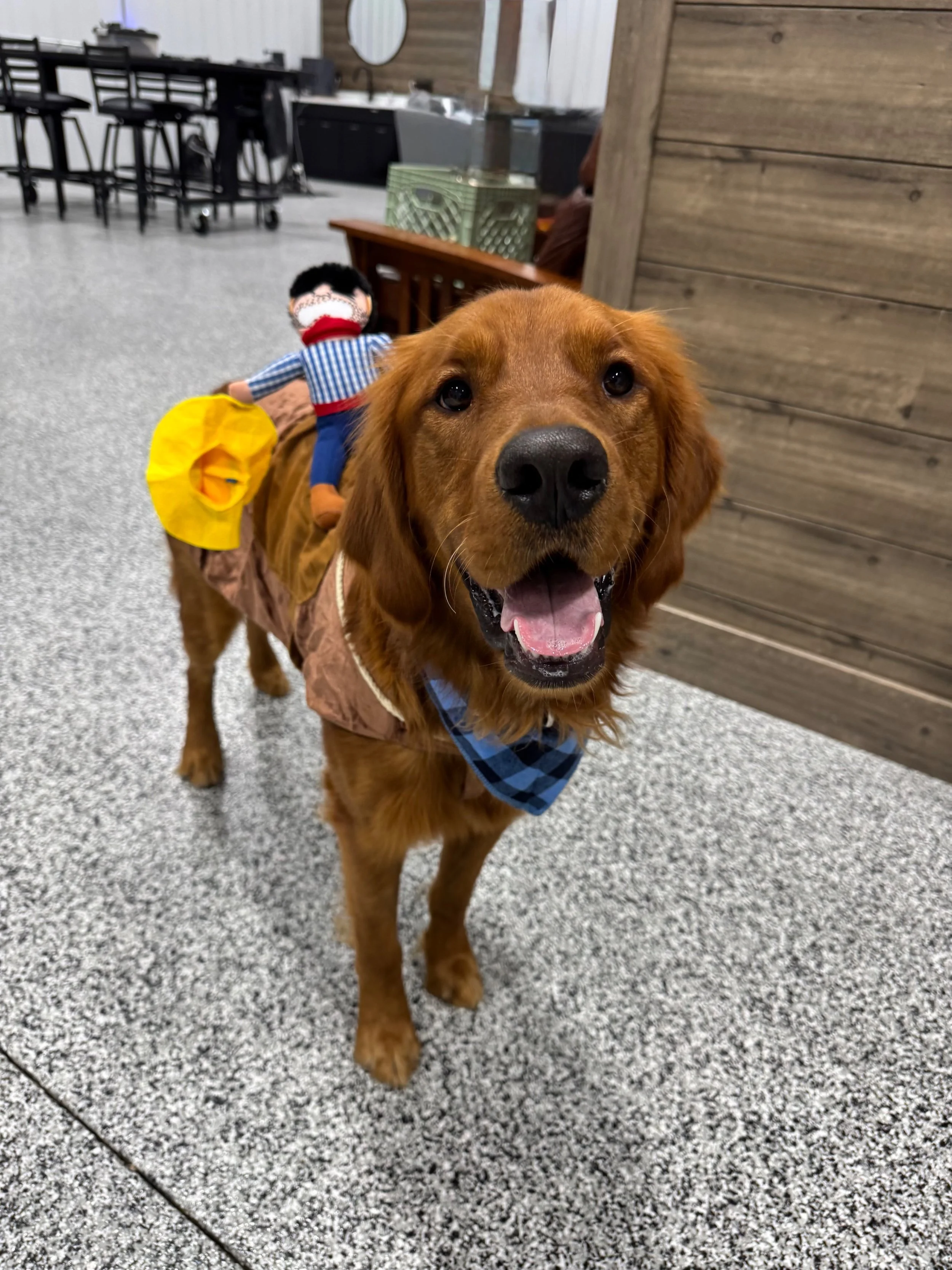 Close-up of a happy Golden Retriever dog with a blue checkered bandana, standing on a speckled gray tile floor in a modern indoor space, with a small doll placed on its back.