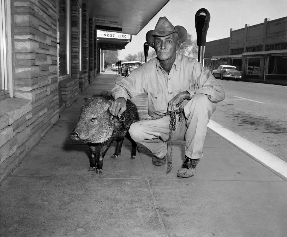 Historical photo of a local Alpine man taking his pet javelina for a walk outside Holland Hotel.