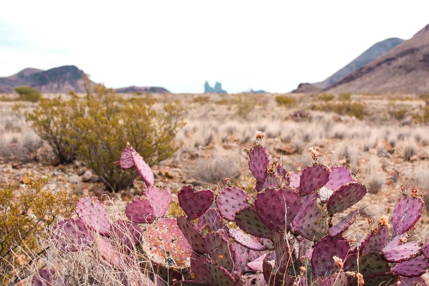 Stunning purple paddle cactus thrive in nearby Big Bend National Park.