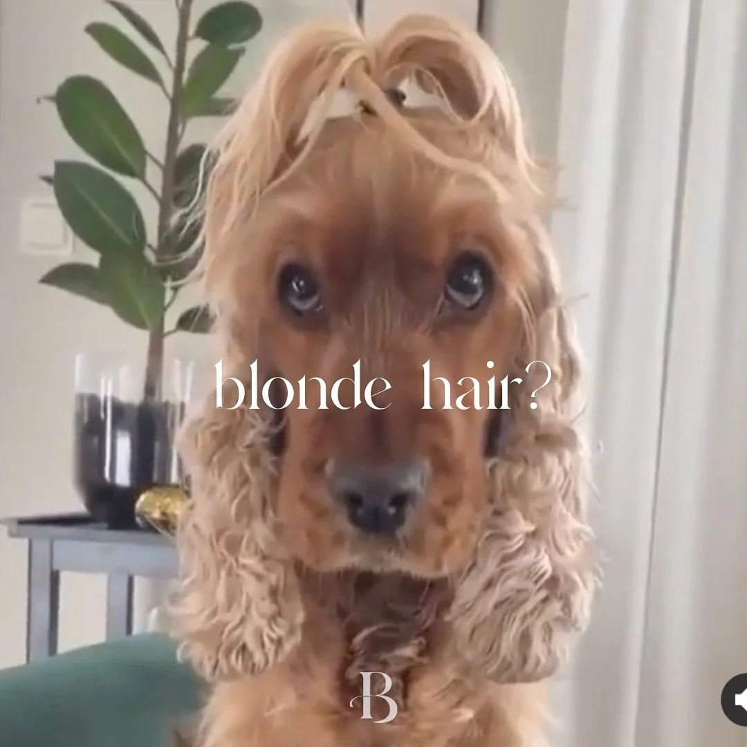 This iconic puppy has the most gorgeous locks! 

Swipe ➡️ to see what products &ldquo;Goldie&rdquo; reccomends you use on your hair! 🐶 💛