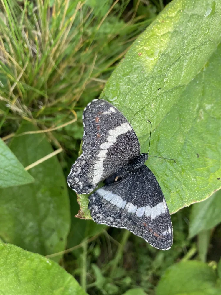 Afternoons in the Orchard