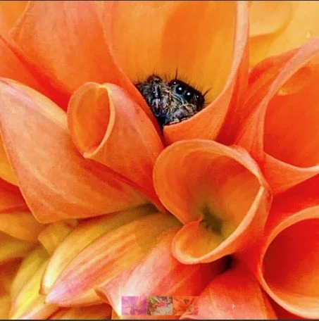 Ellen Hall (Cayuga, NY) What Amazing Eyes, Baby Jumping Spider!, digital photography, $40