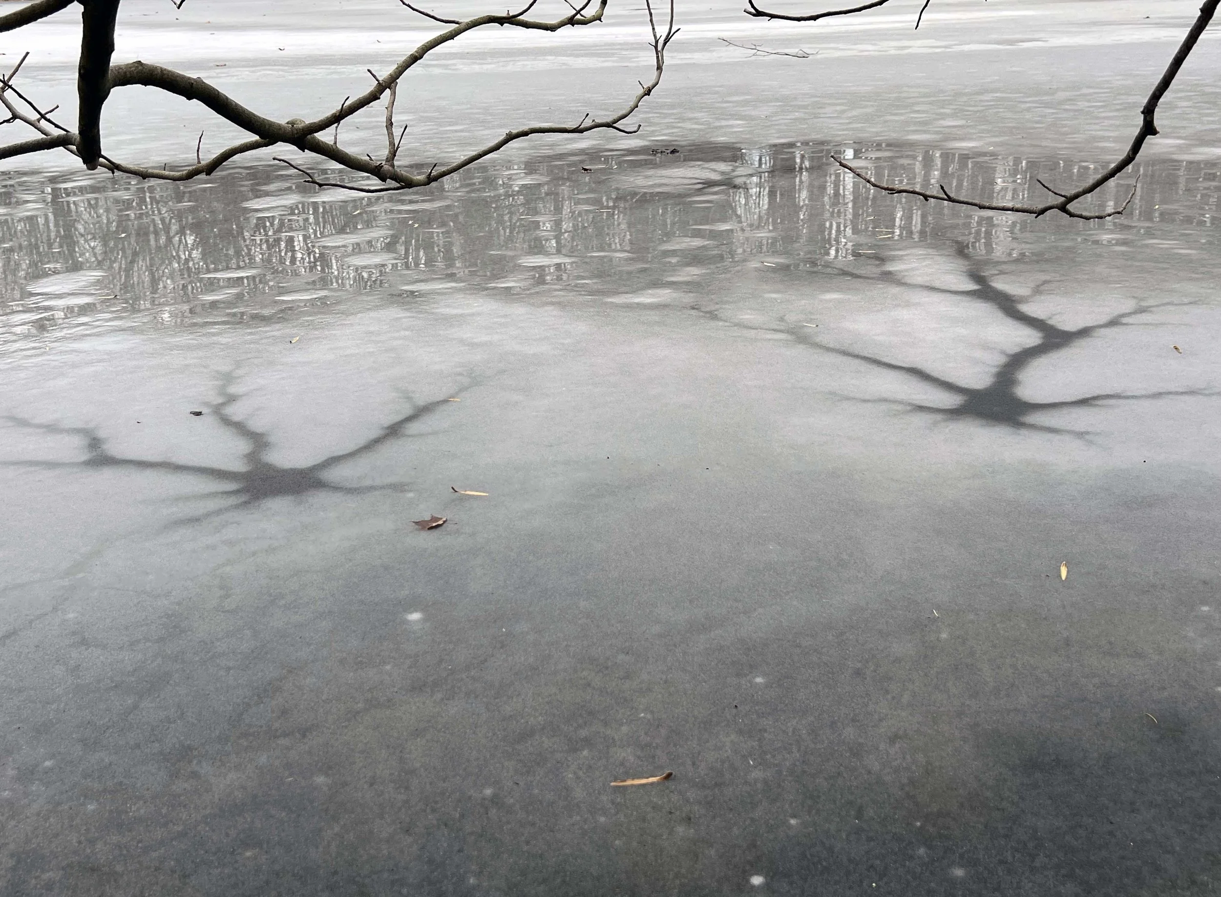 Robyn Maas (Warren, OH) Water: Gondor Pond, digital photography, $595