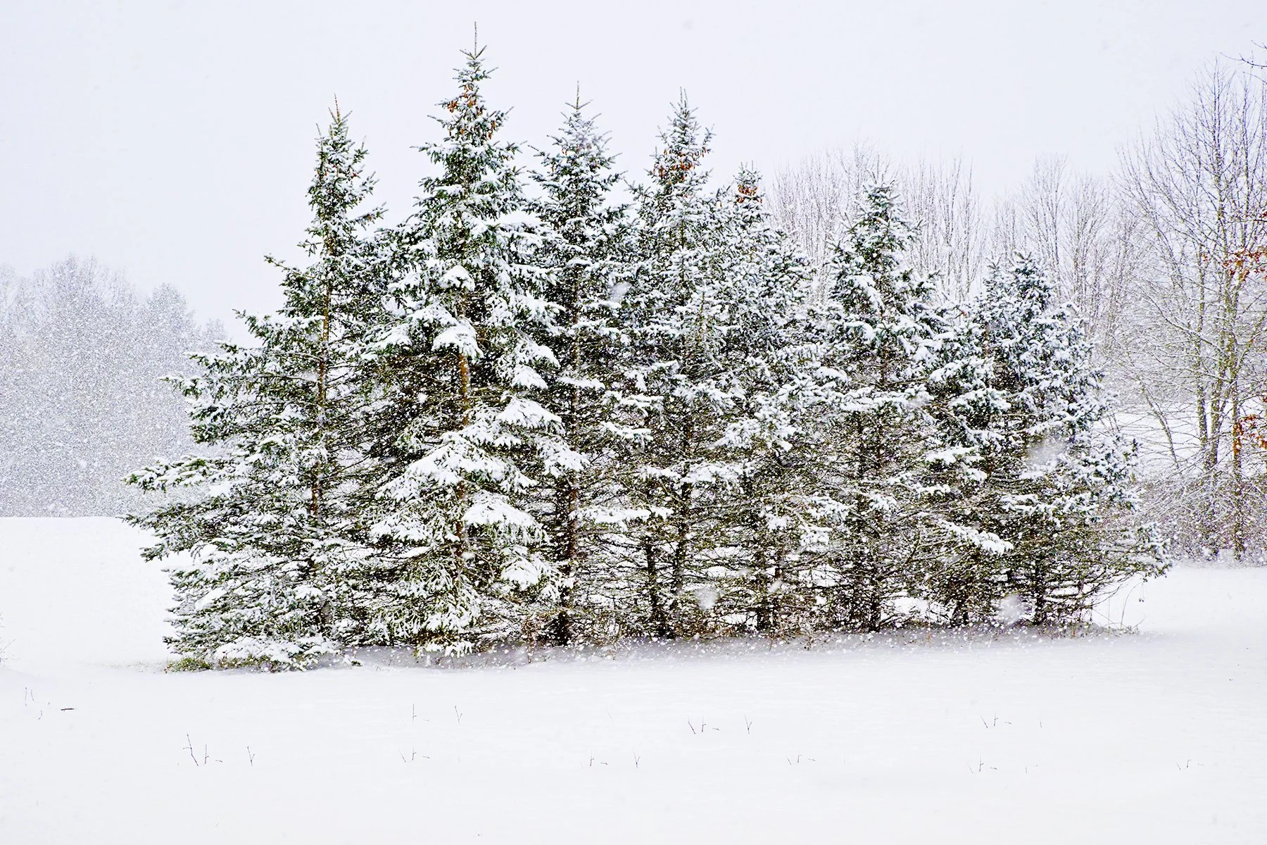 Dorothy Schill (Canfield, OH) Snow-kissed Pines, photography, $200