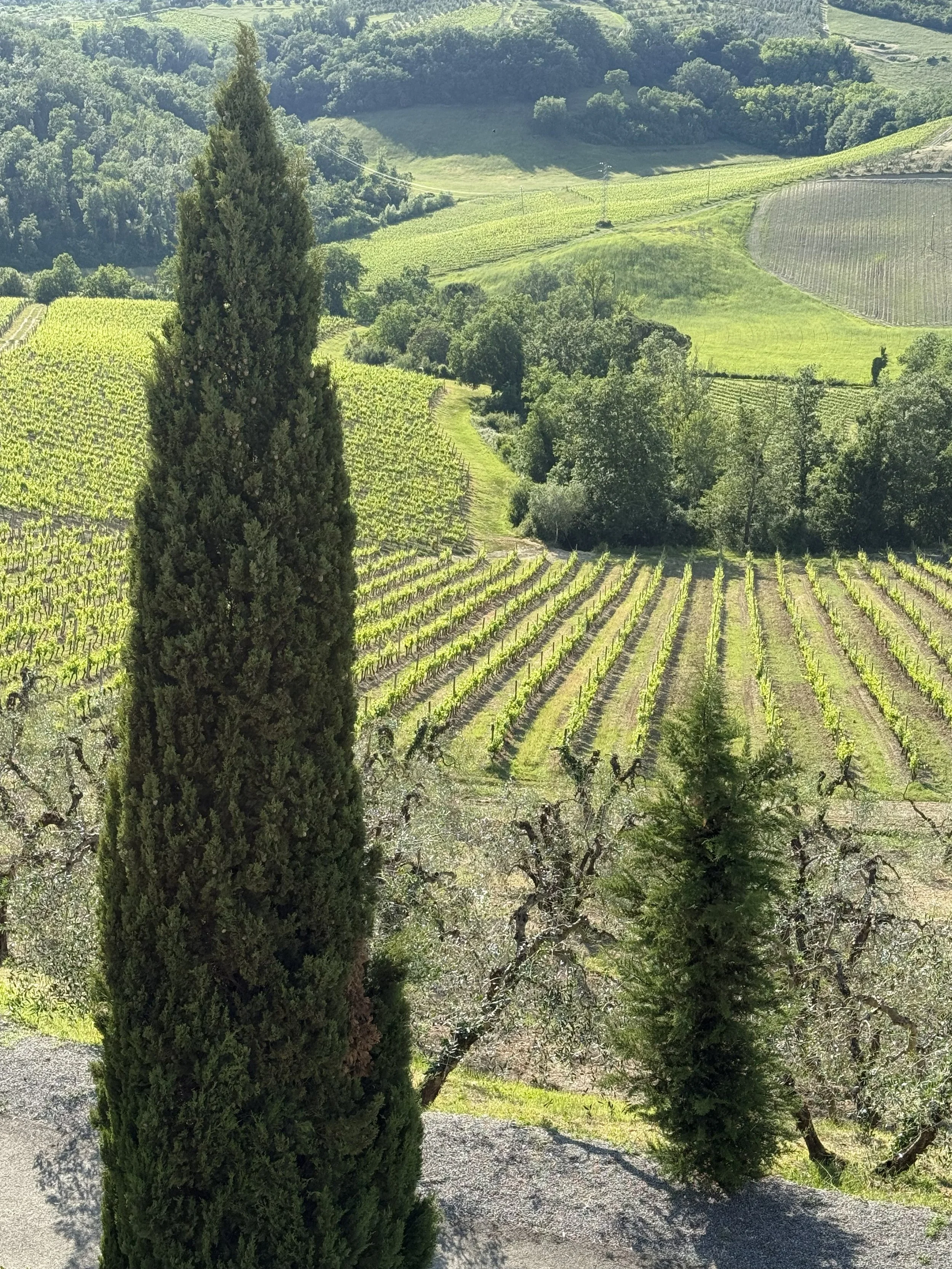 Virginia Banks (Youngstown, OH) Ah Tuscany, Photography, NFS