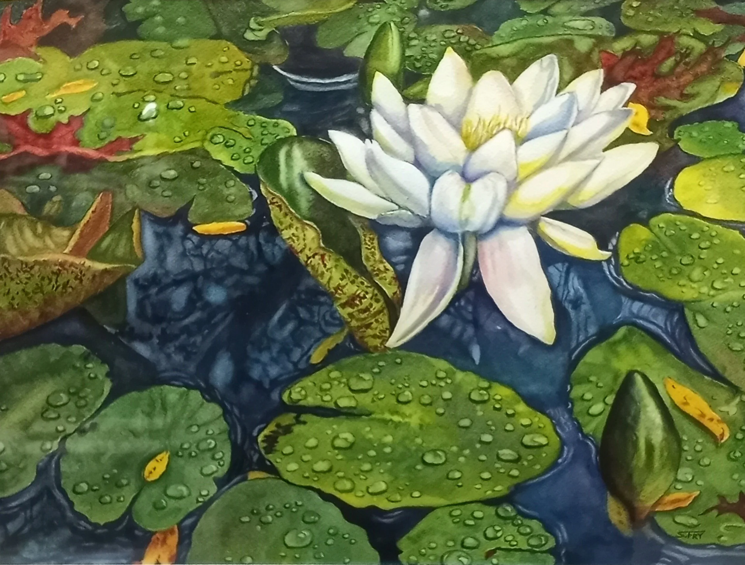Shari Fry (Columbiana, OH)  After the rain, Watercolor, $300