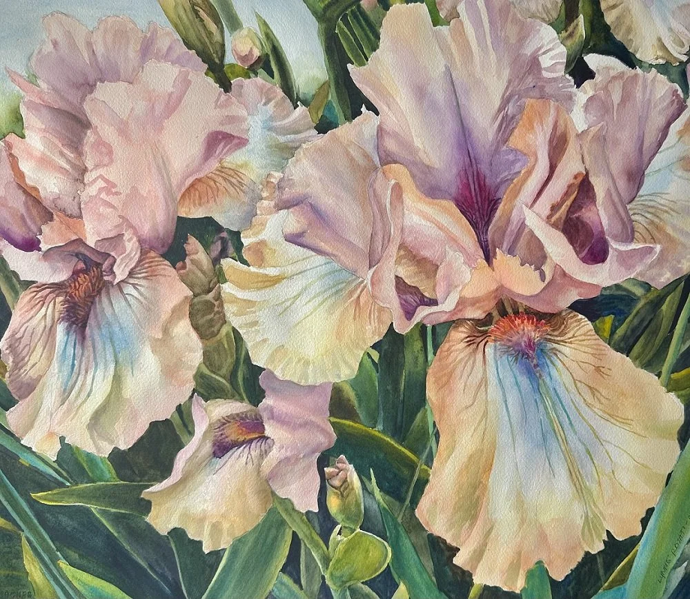 Lynne Rosati (Boardman, OH)  Peach Bearded Irises, Watercolor, $600