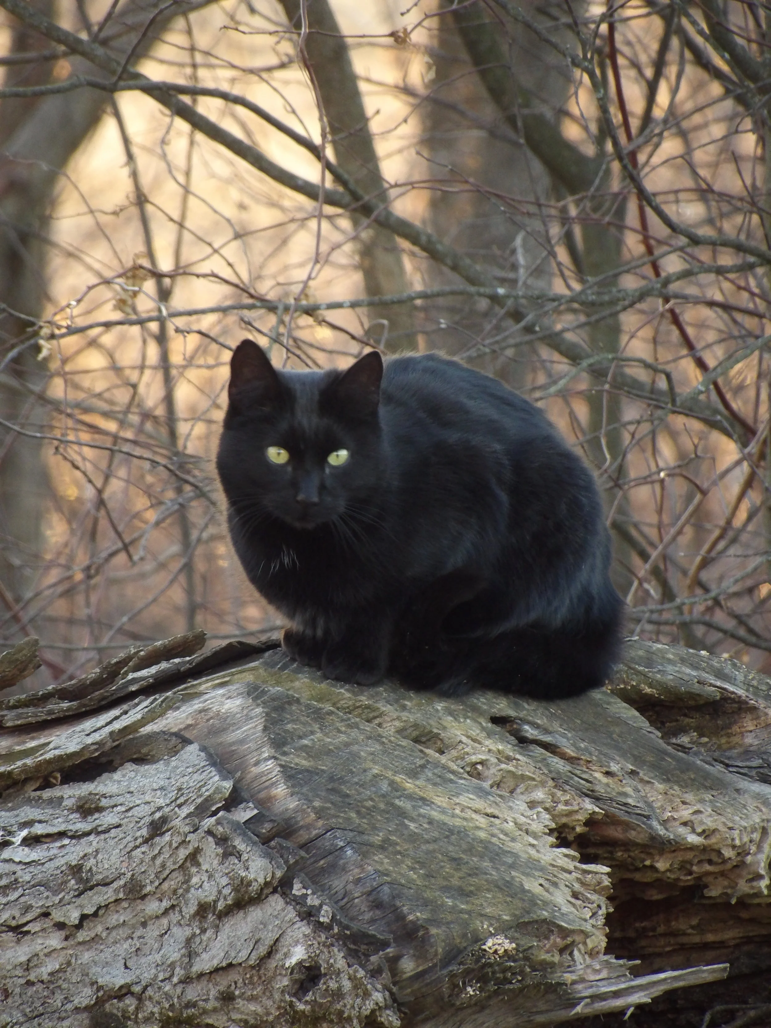 Alaina Best (Kinsman, OH) Cat at Dusk, photo, $30