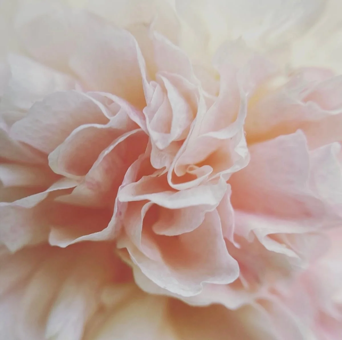Pink_Floral_1_cxrb6t_robyn_ivy.jpg
