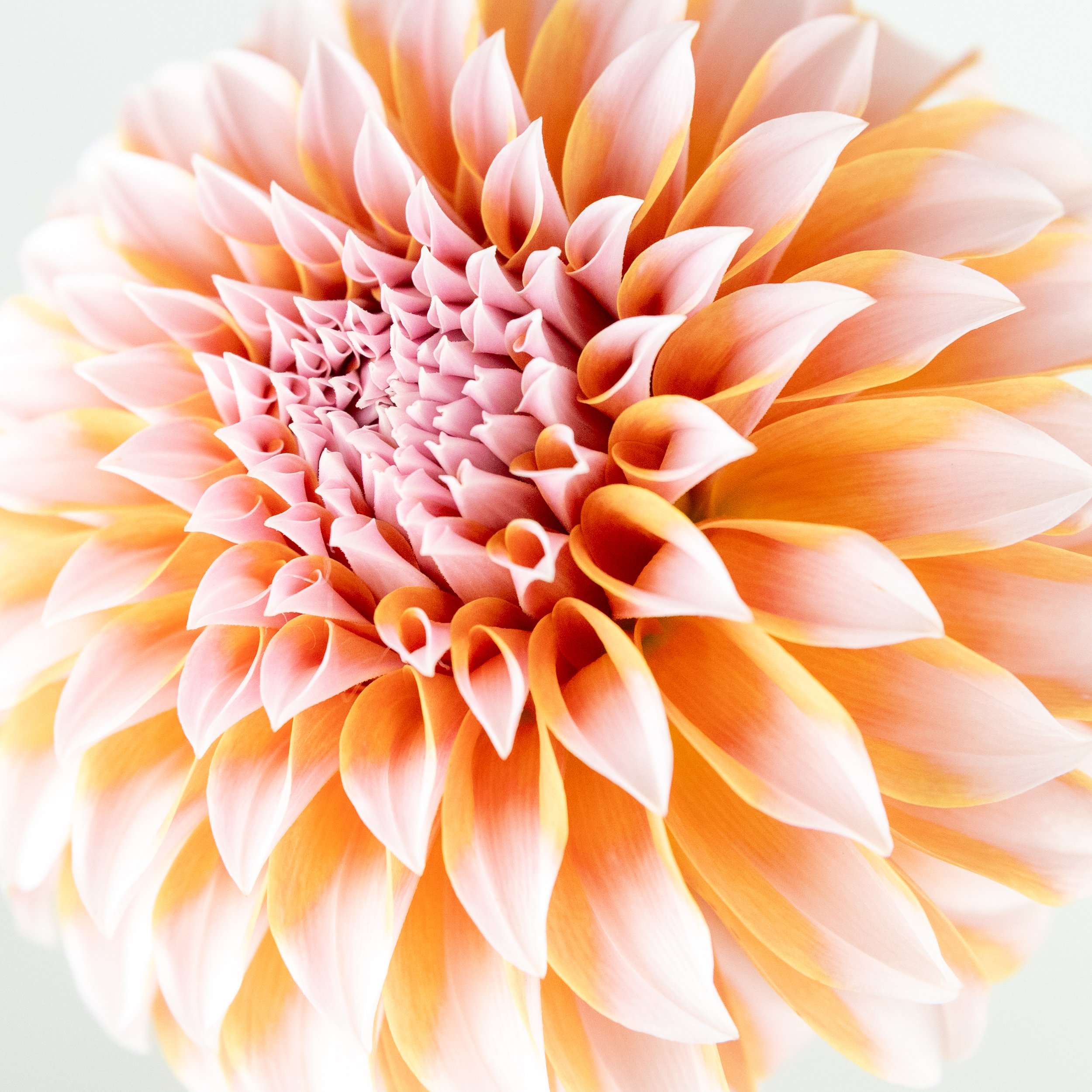 dahlia_side_profile_Robyn_Ivy.jpg