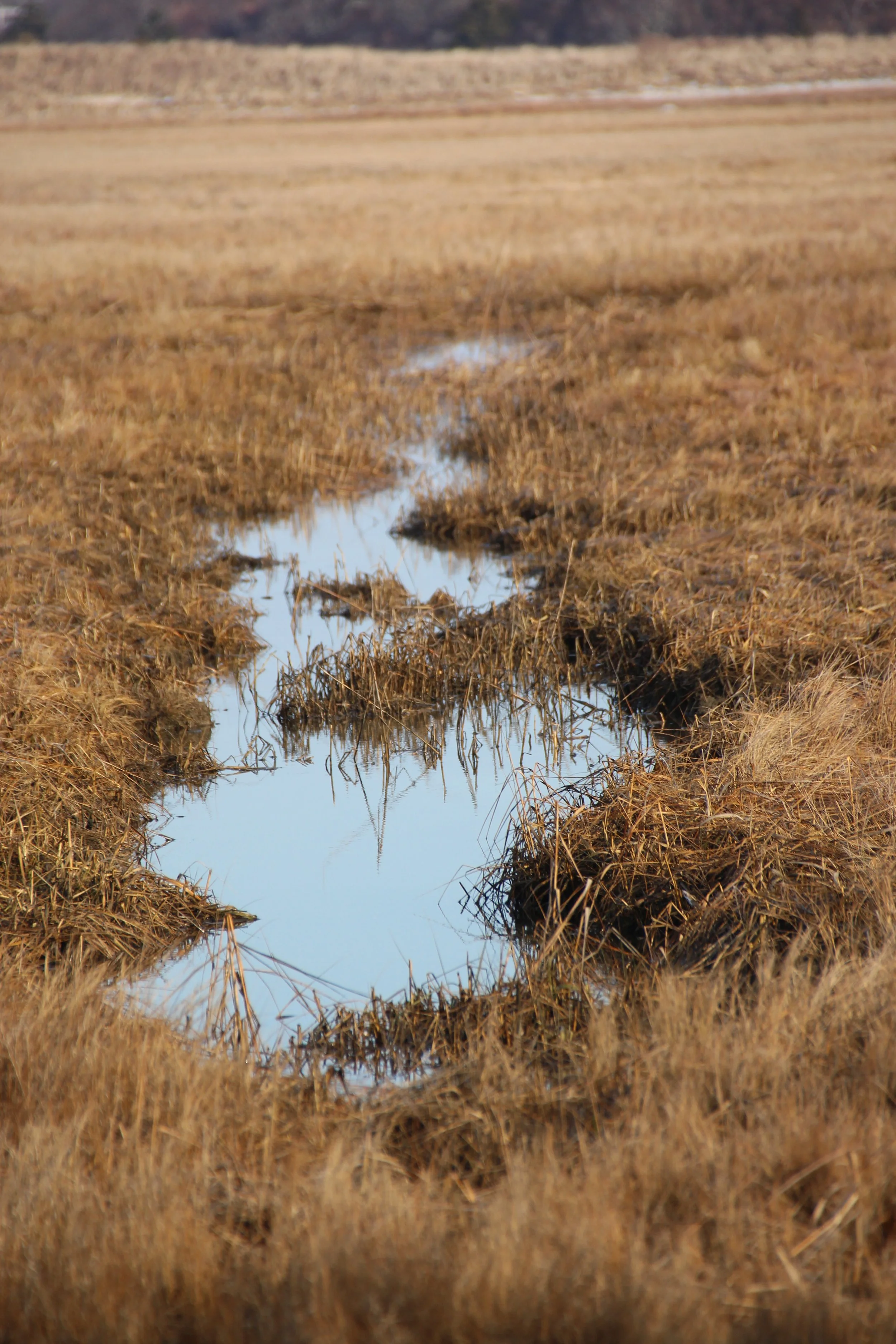 Quivet Marsh Spring Low Tide.JPG