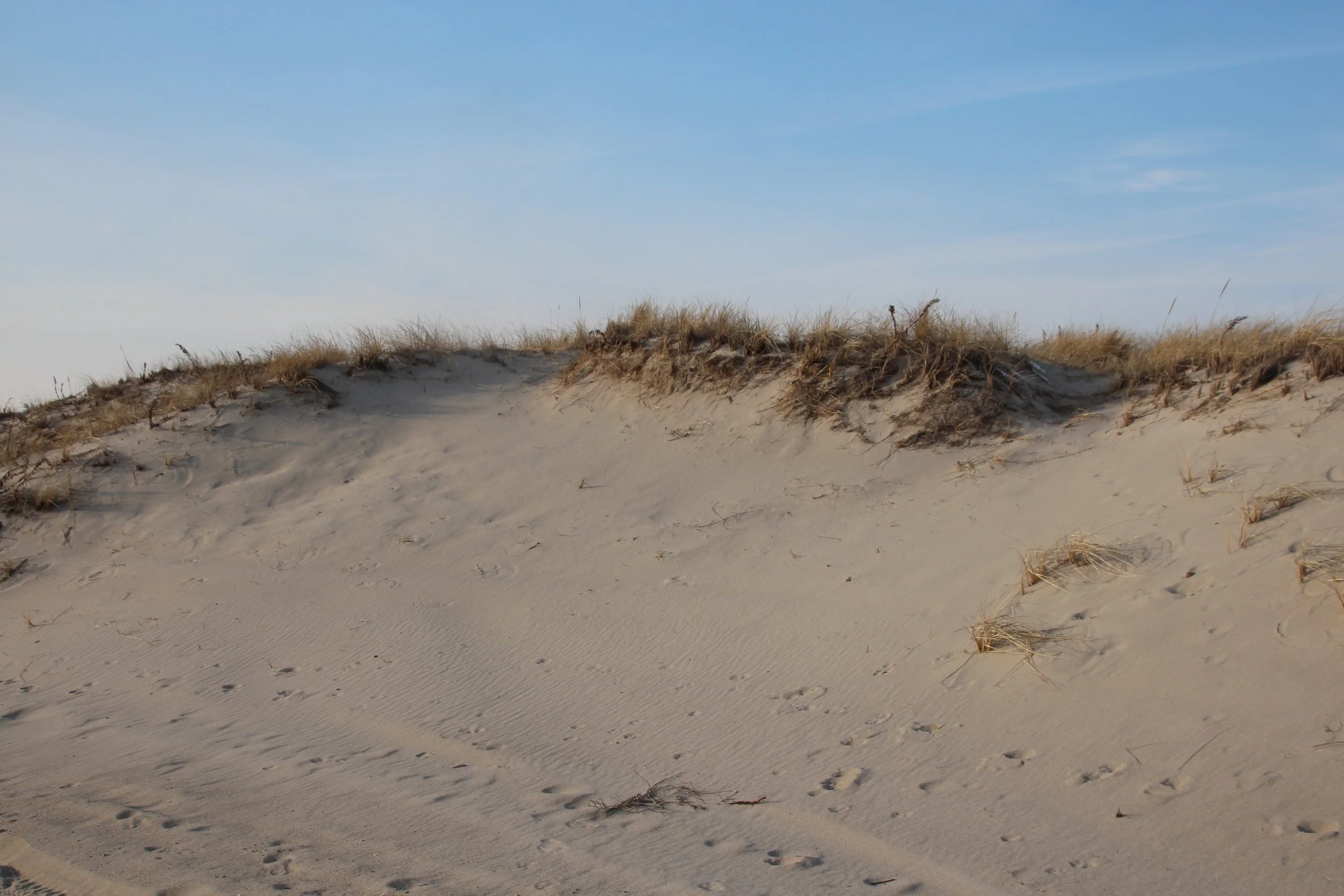 Dune Top- Crowes Pasture.JPG